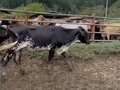Disponibles para la venta. 7 #gyrolandasf1 convencionales preñadas confirmadas preñadas de embriones Girolando F1 con las donadoras Gyr de @corralitosganaderia  Aspirando vacas holstein por encima de los 35 litros de leche, programadas con semen sexado de Gengiskhan y Kalika. Gestaciones de 4 meses promedio. Ubicadas en Amalfi Antioquia. Precio $8.500.000 c/u. Información WhatsApp. wa.me/573208487321