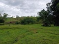 Disponible para la venta. Finca de 81 hectáreas ubicadas en la vereda Puerto Pineda, del Municipio de Puerto Boyaca, cuenta con casa, una construida por terminar, corral, la atraviesa 2 Caños por toda la finca, 80 % Ondulada, 20 % plana, con excelente tradición. Precio $12.000.000 x hectárea. Información WhatsApp. wa.me/573208487321