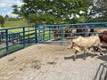 Disponibles para la venta.  56 Torunos gordos. Promedio 525 kilos aproximadamente. Ubicados en Puerto Triunfo antioquia. Información WhatsApp. wa.me/573208487321