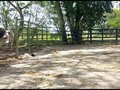 Disponibles para la venta. Toretes #brahmangris y #brahmanrojo puros con registro, toros ya listos para servicio, se entregan con prueba de fertilidad. Ubicados en Puerto Berrío Antioquia. Información WhatsApp. wa.me/573208487321