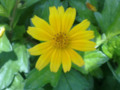Yellow Flower With Green Background Leafs