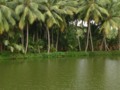 Coconut Trees Along The River