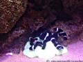 Black and White Percula Clownfish