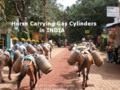 Horse Carrying Gas Cylinders in INDIA
