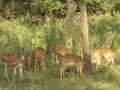 Spotted Deers in Bandipur National Park