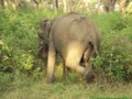 Asian Elephant in Bandipur National Park