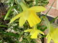 Sweet Daffodils