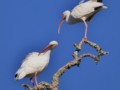 Couple Of Ibis