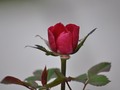 The Opening Of A Rose Bud