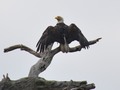 Eagle Wrings Spread Open