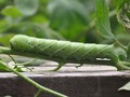 A Green Tomato Caterpillar