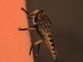 Robber Fly Waiting