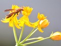 A Wasp Checking Out The Nectar