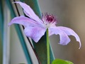 Purple Clematis Bloom
