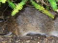 How southern brown bandicoots are making a comeback