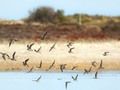 Adelaide International Bird Sanctuary