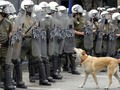 Loukanikos, the famous 'riot dog' of Athens