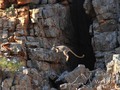 Love this pic - the endangered Yellow-Footed Rock Wallaby