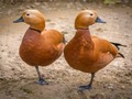 The PhD: Help your inner ‘Creator’ and ‘Editor’ get along