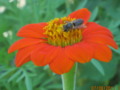 Bee on Echinacea Flower