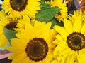 Hermosos girasoles 😍