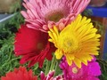Disponibles hermosas gerberas😀