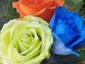 Disponible hermosas rosas 🤩