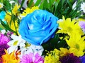 Hermosas flores que enamoran 😍