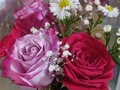 Disponibles hermosas Rosas 🤩