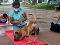 Una clase en @yogalparquevpar muy especial, acompañadas de "Alfombra", así bauticé al peludito que siempre está en el parque de los Cortijos, y le encanta acostarse en los mats. Es muy inquieto, muy parecido a la mente, pero como el corazón, llenito de amor. Al final nos tocó usar una reata de yoga para amarrarlo mientras transcurría la clase.  . #yoga #yogapractice #yogapets #yogavalledupar #yogacolombia #yogaalparque #yogaalparquevalledupar
