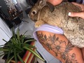 Seguimos esperando nuestra vianda @gonzatorres015 apura el asado #pana rabbit necesita sus 🥕❤️❤️