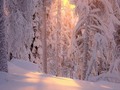 Finlandia 🇫🇮 #Repost @retkipaikka with @repostapp ・・・ from @virpula - Surround yourself with people who make you hungry for life, touch your heart and nourish your soul ✨  Taianomaisia, vuoden viimeisiä auringonsäteitä. Huippujännää alkanutta joulukuuta, muistakaahan olla kiltteinä 🎅🏼👊🏼 #joulukuu #destinationearth #exploretheworld #wilderness #isawthelight #rsa_light #fiftyshades_of_twilight #discoverfinland #outdoorfinland #thisisfinland #visitfinland #retkipaikka #finlandnaturally