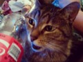 My kitty makes the funniest faces when you pick on her. My little silly furry baby. #cats #catsofinstagram #funny