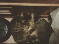 So cute #catsofinstagram #cats #kitten