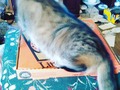 Looked away for a bit and when I looked back my cat was on the pizza box. So I pulled out my camera to capture proof of it and she ran. She knew I was gonna get proof if it haha. I imagine if she could talk she would be saying shit right now on this as she ran. #cats #catsofinstagram