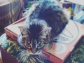 I caught her again. The rare pizza box cat haha. #catsofinstagram #cats #kitties