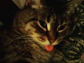 My baby got her tongue out to show you she knows you are jealous you don't have her as a cat because she is awesome and she is doing this to say her caretaker is the better than your cat's caretaker haha. My fur baby... #catsofinstagram