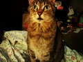 My other cat Emma who can be hard to get a good picture of. Think she was trying to audition for season two of stranger things haha. #cats #catsofinstagram