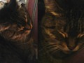My fur baby be sleeping #catsofinstagram
