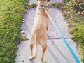 A small walk with Rufus Jones. Once we get doggy bags and he had calmed down a bit I told him I would take him around town haha