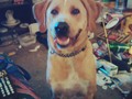 Finally got a picture of him I like in front of the mess he has made tho but oh well. My baby