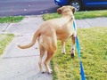 #dog #dogsofig #dogsofinsta