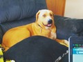 Big baby got himself a whole couch to lay on with a window to look out. Should calm him down. Plus the couch was just a cutter catcher