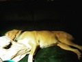 My little baby or well big baby Rufus Jones is all worn out from the walk I took him on. #dogsofinsta #dog #puppy