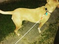 Whines to go outside so he can stand at the end of the cable out back or stand on the edge of our property on his leash. 3rd time out in a hour and he freaks out if you leave him alone. Love him but it gets old. Glad to be taking him on walks on the bike path starting tomorrow