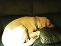 Wore himself out haha
