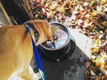 This was a life saver. Finished the walk with Rufus and decided to see if this still worked and it did. Doggy water fountains are so nice. #dogsofinsta #dog