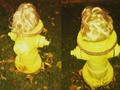 The things I see when walking my dog. Left is front right is back. Someone is either making a statement about trump, making the fire hydrant out from their house look styling, or a drag queen/king lost a wig though I doubt many drag artist are walking Piqua often. #adventure #donaldtrump #fashion