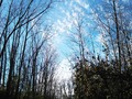 Pretty nature shot I think. #nature