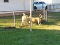 The neighbors dog likes our dog at least
